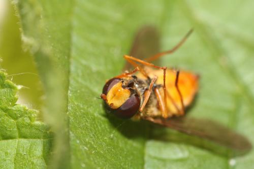 Epistrophe melanostoma